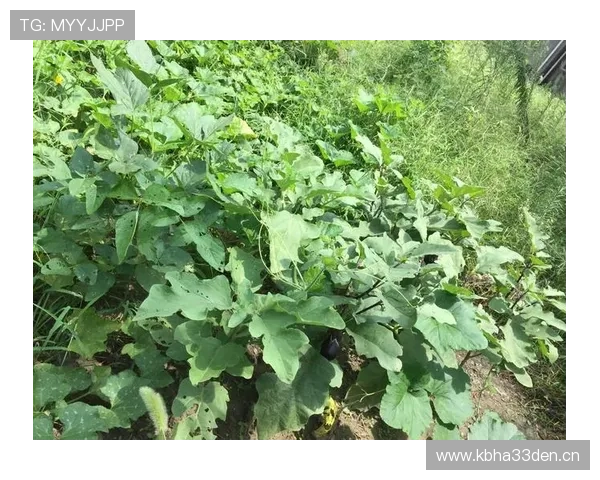 《体育观察：从赛事表现看运动员心理与竞技状态的相互影响》 - 副本 - 副本 - 副本